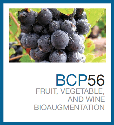 BCP 56 (PDF)